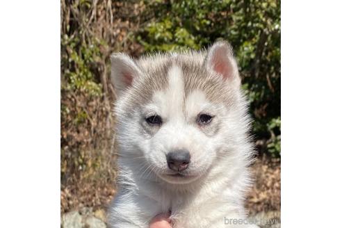 兵庫県のシベリアンハスキー 男の子 22 01 08生まれ 綺麗なシルバー ホワイト 子犬id ブリーダーナビ