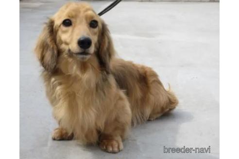 販売中のミニチュアダックスフンド(ロングヘアード)の親犬