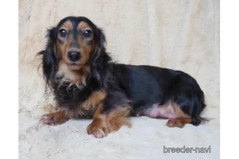 販売中のミニチュアダックスフンド(ロングヘアード)の親犬