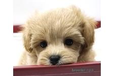 ♀︎マルプー:マルチーズ×トイプードル