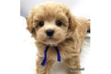 ♀︎マルプー:マルチーズ×トイプードル