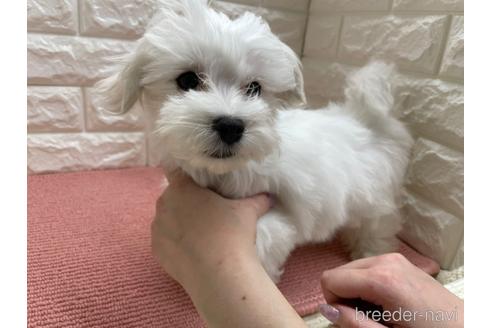 岡山県のマルチーズ 男の子 21 11 21生まれ 顔もキュートで毛量多くフワッフワ 子犬id ブリーダーナビ