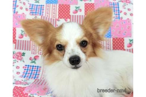 販売中のパピヨンの親犬