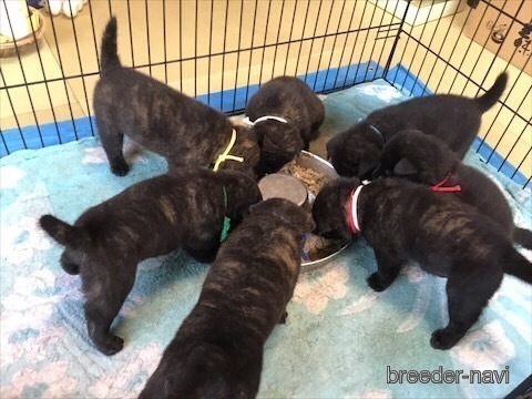 鈴木ブリーダー