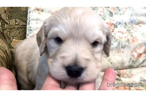 青森県のゴールデンドゥードル 女の子 22 02 06生まれ 小ぶりサイズの女の子 子犬id ブリーダーナビ