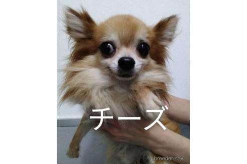 販売中のチワワ(ロングコート)の親犬