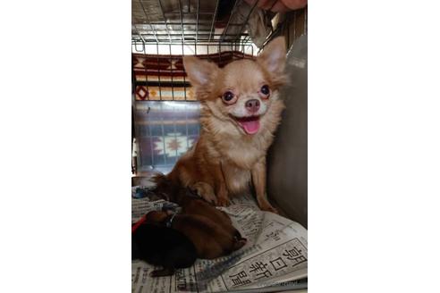 販売中のチワワ(ロングコート)の親犬