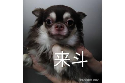 販売中のチワワ(ロングコート)の親犬