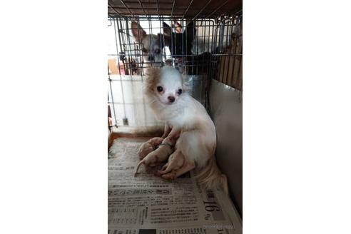 販売中のチワワ(ロングコート)の親犬