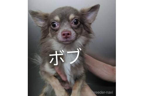 販売中のチワワ(ロングコート)の親犬