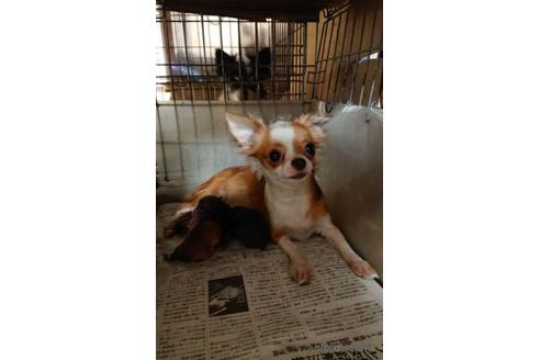 販売中のチワワ(ロングコート)の親犬