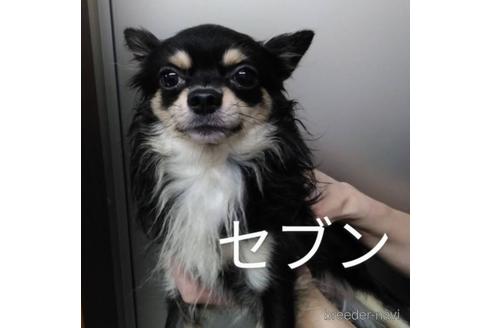 販売中のチワワ(ロングコート)の親犬