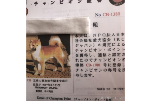 販売中の豆柴の親犬