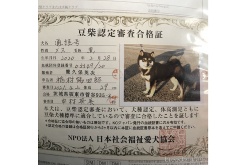 販売中の豆柴の親犬