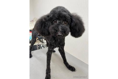 販売中のトイプードルの親犬