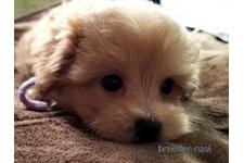 ♀︎マルプー:マルチーズ×トイプードル