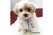 ♀︎マルプー:マルチーズ×トイプードル