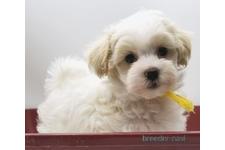 ♀︎マルプー:マルチーズ×トイプードル