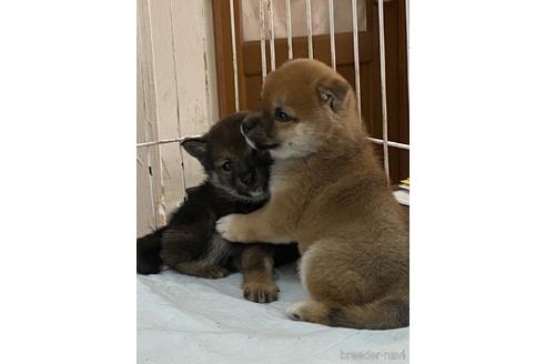 日隈巳由ブリーダーの詳細の1枚目