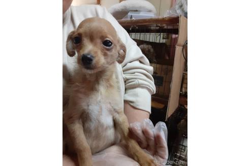 東京都のミックス犬 男の子 21 12 25生まれ レッド 子犬id ブリーダーナビ 東京都のミックス犬 男の子 21 12 25生まれ レッド 子犬id ブリーダーナビ