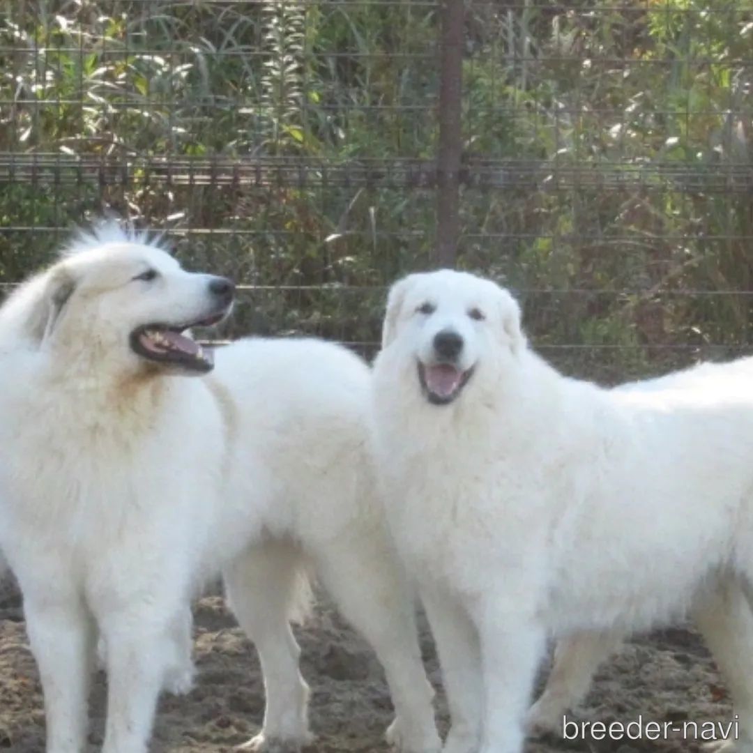 茂野ブリーダー