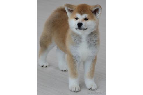 秋田県の秋田犬 女の子 21 12 09生まれ 可愛い女の子の秋田犬 子犬id ブリーダーナビ