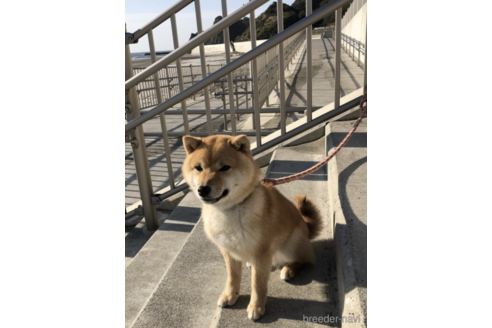 販売中の柴犬の親犬