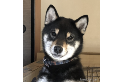 販売中の柴犬の親犬