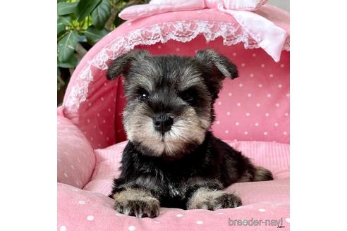 価格の高い(40万円以上)ミニチュアシュナウザーの子犬を探す（73