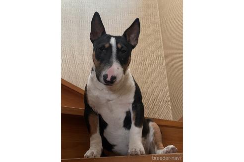 栃木県のミニチュアブルテリア 男の子 21 10 16生まれ おとなしくてとっても賢い子子供ある家族にとってもお勧めです 子犬id ブリーダーナビ