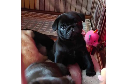 群馬県のパグ 男の子 22 01 03生まれ お母さん犬は 黒パグでは珍しいｊｋｃチャンピオン犬で お父さんは アメリカチャンピオン犬 の直子でアメリカからやって来た子です 血統は 最高です 子犬id ブリーダーナビ