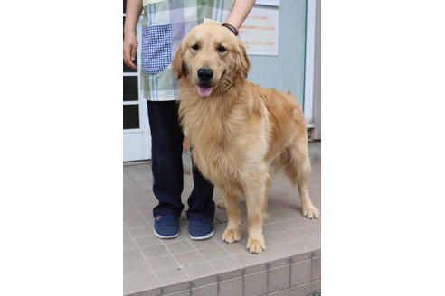 販売中のゴールデンレトリーバーの親犬