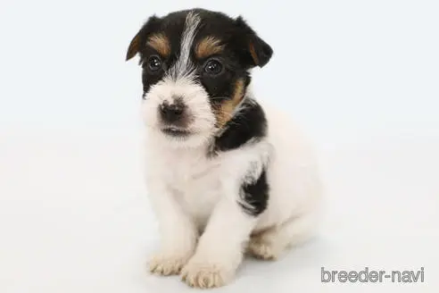 神奈川県のジャックラッセルテリア 男の子 22 02 15生まれ トライカラー 子犬id ブリーダーナビ