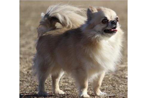 販売中のチワワ(ロングコート)の親犬