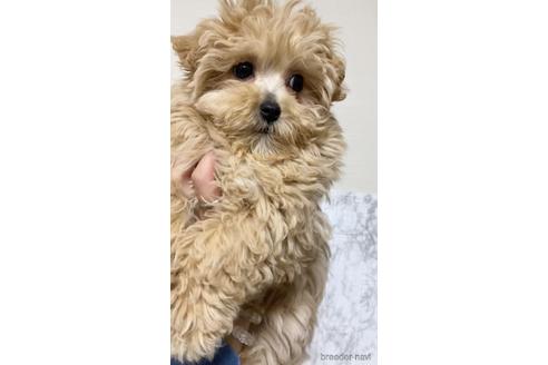 茨城県のミックス マルプー マルチーズ トイプードル 男の子 21 11 23生まれ アプリコット 子犬id ブリーダーナビ 茨城県のミックス マルプー マルチーズ トイプードル 男の子 21 11 23生まれ アプリコット 子犬id ブリーダーナビ