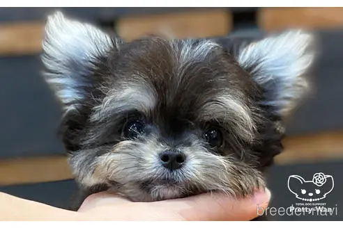 愛知県のミックス チワマル チワワ マルチーズ 男の子 21 12 19生まれ ブラック ホワイト 子犬id 1612 ブリーダーナビ 愛知県のミックス チワマル チワワ マルチーズ 男の子 21 12 19生まれ ブラック ホワイト 子犬id 1612 ブリーダーナビ