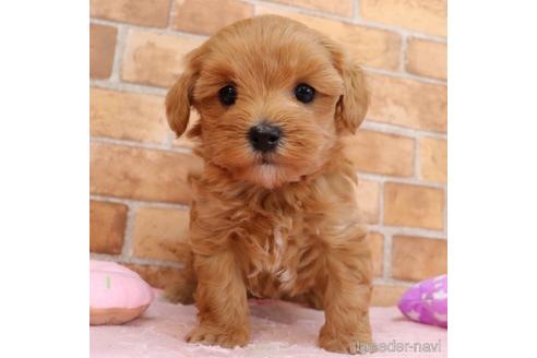 埼玉県のミックス マルプー マルチーズ トイプードル 女の子 22 02 14生まれ アプリコット 子犬id ブリーダーナビ 埼玉県のミックス マルプー マルチーズ トイプードル 女の子 22 02 14生まれ アプリコット 子犬id ブリーダーナビ