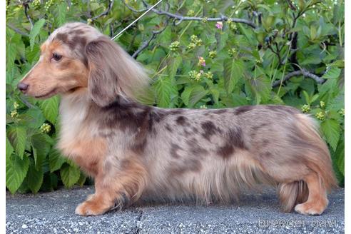 販売中のミニチュアダックスフンド(ロングヘアード)の親犬