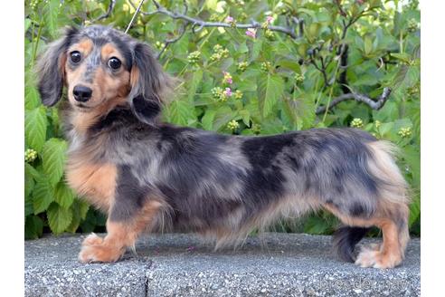 販売中のカニンヘンダックスフンド(ロングヘアード)の親犬