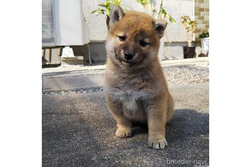 垂水九鬼荘ブリーダーの詳細の1枚目