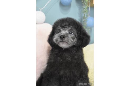東京都のトイプードル 女の子 21 12 19生まれ シルバーの女の子です 子犬id ブリーダーナビ
