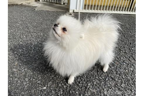 佐木美千留ブリーダーの詳細の1枚目