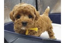 ♀︎マルプー:マルチーズ×トイプードル