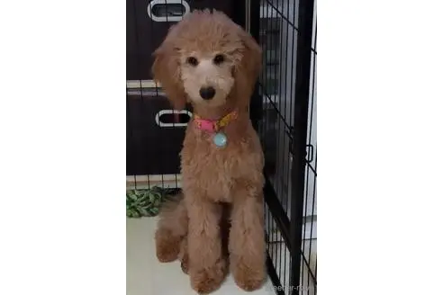 岡山県のミディアムプードル 男の子 21 11 10生まれ アプリコット 子犬id ブリーダーナビ