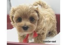 ♀︎マルプー:マルチーズ×トイプードル