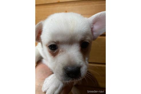 長野県のミックス犬 男の子 22 02 09生まれ フレンチブルドックとスピッツのミックスです 子犬id 1738 ブリーダーナビ