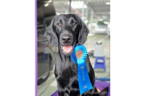 犬舎紹介の東京都の犬舎紹介-3288の2枚目