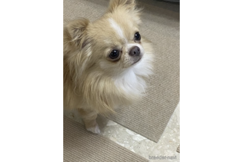 販売中のチワワ(ロングコート)の親犬