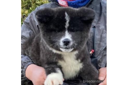 群馬県の秋田犬 女の子 21 11 18生まれ 虎毛 子犬id ブリーダーナビ