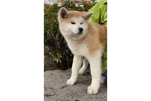 群馬県の秋田犬 女の子 21 11 05生まれ 赤毛が綺麗な女の子です 子犬id ブリーダーナビ